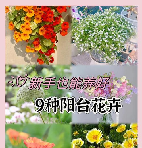 阳台通风不良，花卉为何难以养好？如何改善？