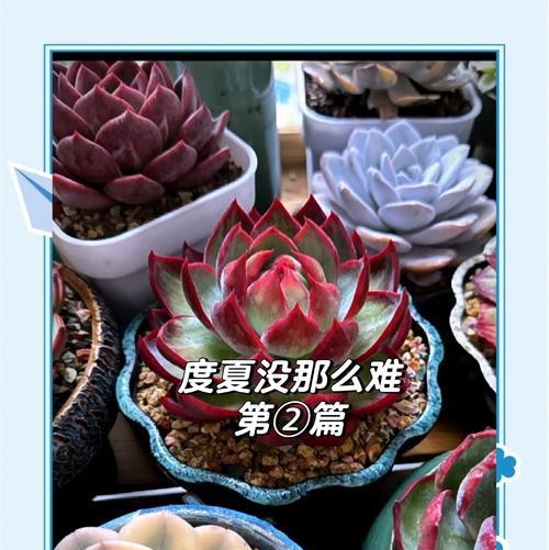阳台通风不良，花卉为何难以养好？如何改善？