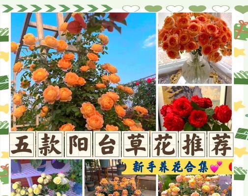 多棵月季回来怎么养殖？新手指南有哪些？