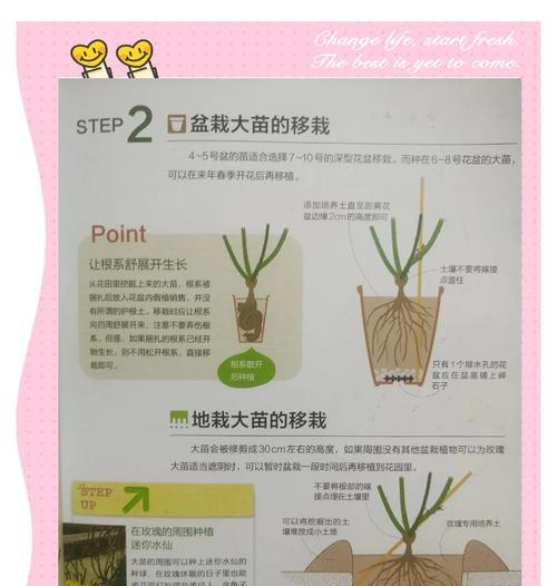 多棵月季回来怎么养殖？新手指南有哪些？