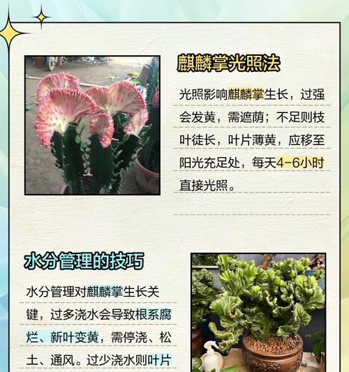 橘子树苗叶子发黄的原因及解决方法？