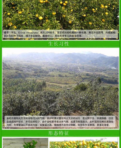 橘子树苗叶子发黄的原因及解决方法？