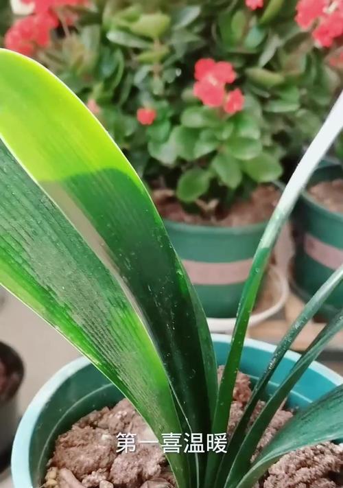 君子兰旁边长小苗是什么情况？