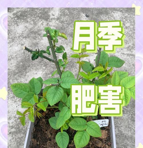 秋季月季施肥用复合肥合适吗？如何正确施用？