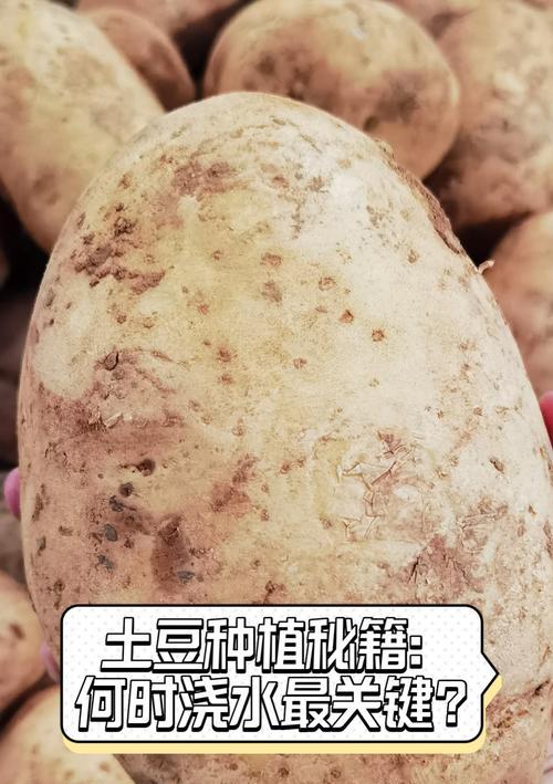 二膜土豆种植中如何进行正确浇水？
