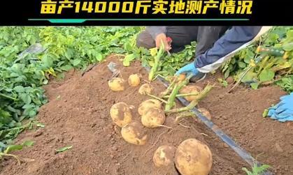 二膜土豆种植中如何进行正确浇水？