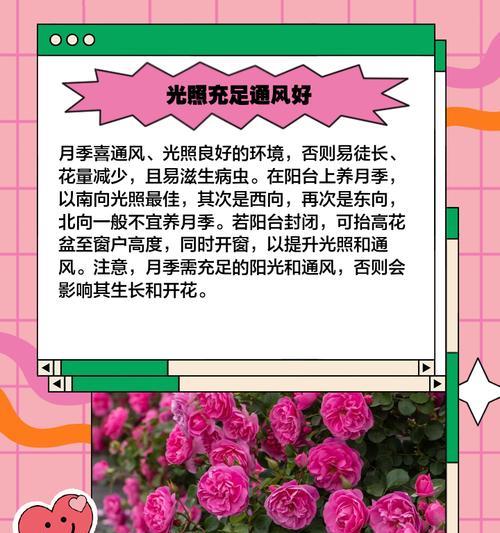 兔子月季春花的养护方法是什么？如何确保花开得更美？