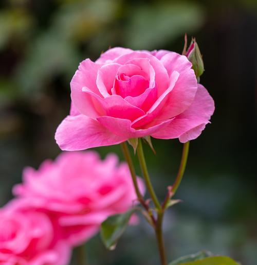 兔子月季春花的养护方法是什么？如何确保花开得更美？