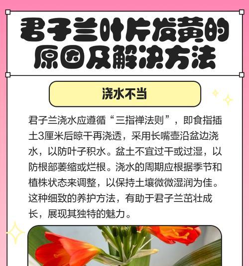 君子兰有异味是怎么回事？如何解决？
