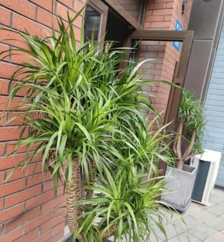 君子兰苗叶子下塌的原因及解决办法？
