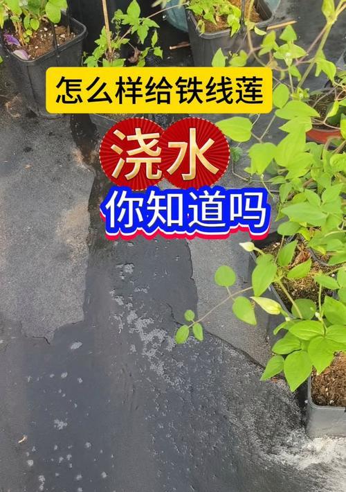 夏季铁线莲浇水技巧有哪些？