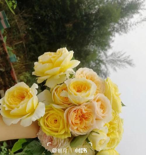 翠鸟黄色月季的养护方法是什么？
