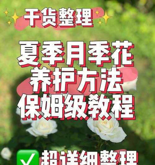 翠鸟黄色月季的养护方法是什么？