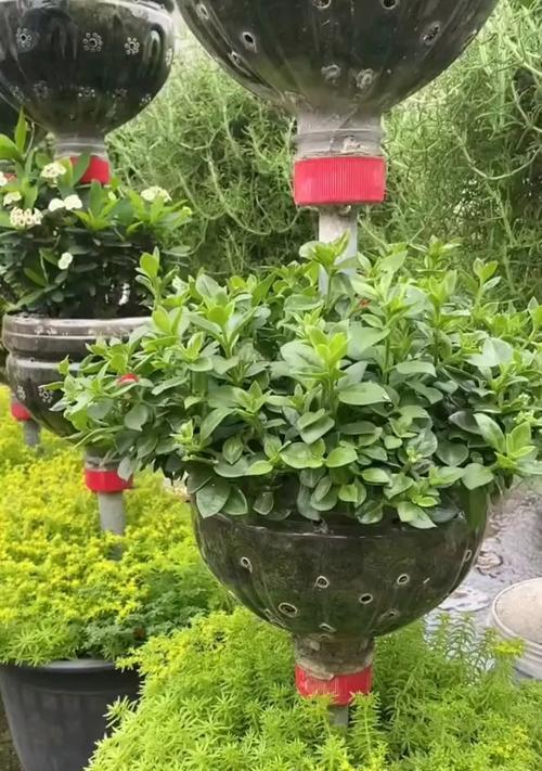 透明瓶观赏植物有哪些推荐品种？
