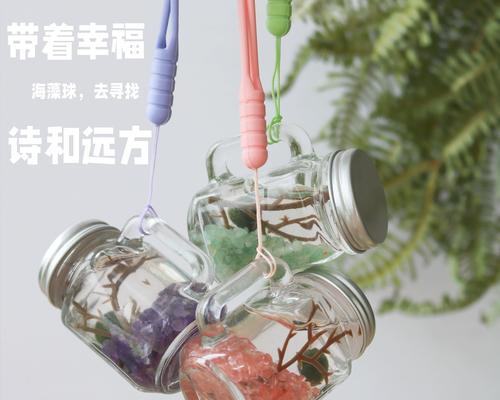 透明瓶观赏植物有哪些推荐品种？