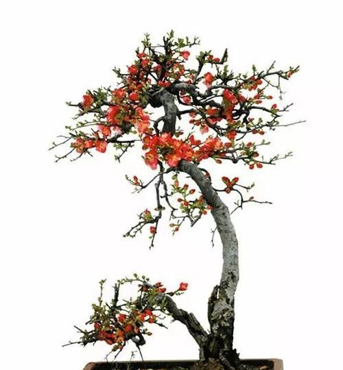 枫叶倒垂盆景怎么养？如何保持其美观？
