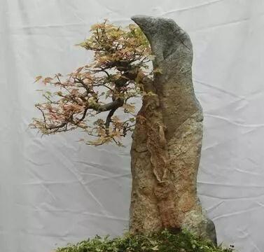枫叶倒垂盆景怎么养？如何保持其美观？