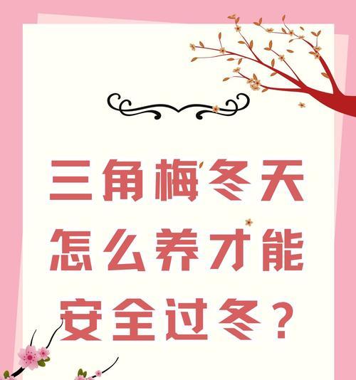 三角梅在陕西南方冬季如何安全过冬？