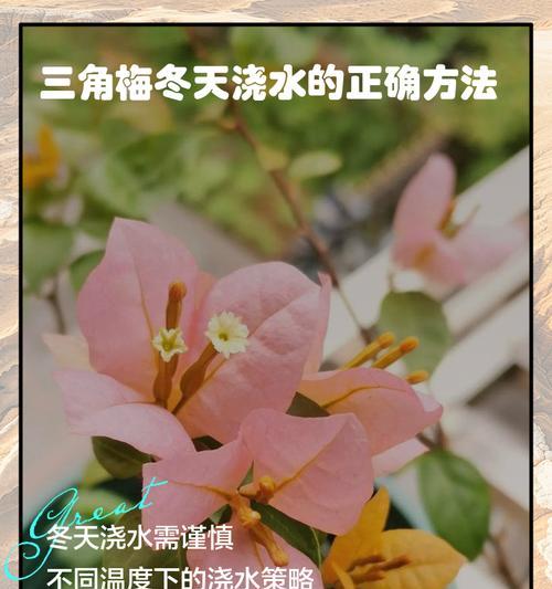 三角梅在陕西南方冬季如何安全过冬？