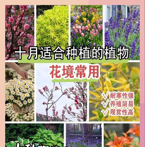莎车县适合种植哪些观赏植物？