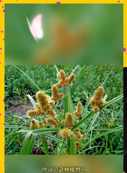 莎车县适合种植哪些观赏植物？