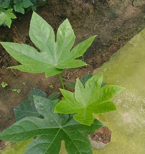 莎车县适合种植哪些观赏植物？