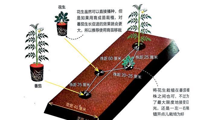 番茄自行栽培技术要点是什么？