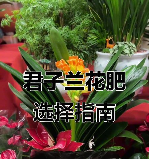 君子兰叶片如何养护得更加粗壮？