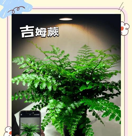 盆景树桩阴性如何养护？有哪些注意事项？