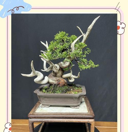 盆景树桩阴性如何养护？有哪些注意事项？