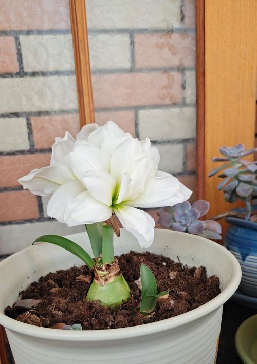 朱顶红养到极致是什么状态？如何进行养护？