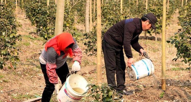 苹果树浇水的最佳方法是什么？如何确保水分充足？