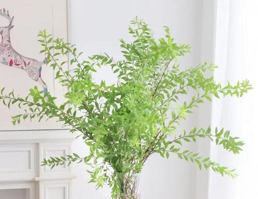 雪柳怎么长出的叶子发黄？如何解决叶子发黄问题？