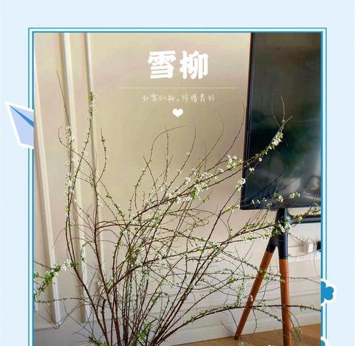 雪柳怎么长出的叶子发黄？如何解决叶子发黄问题？
