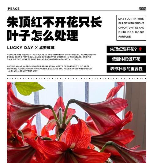 朱顶红出现黑斑点的可能原因是什么？