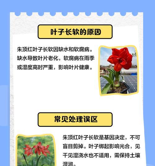 朱顶红出现黑斑点的可能原因是什么？