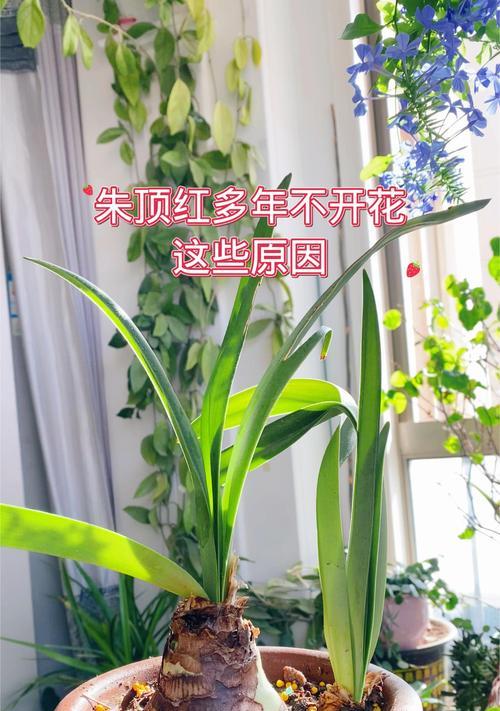 朱顶红出现黑斑点的可能原因是什么？