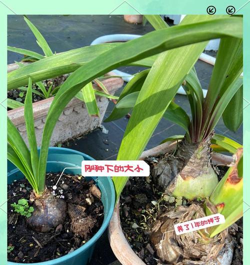 朱顶红的最佳剪切球时间是什么时候？