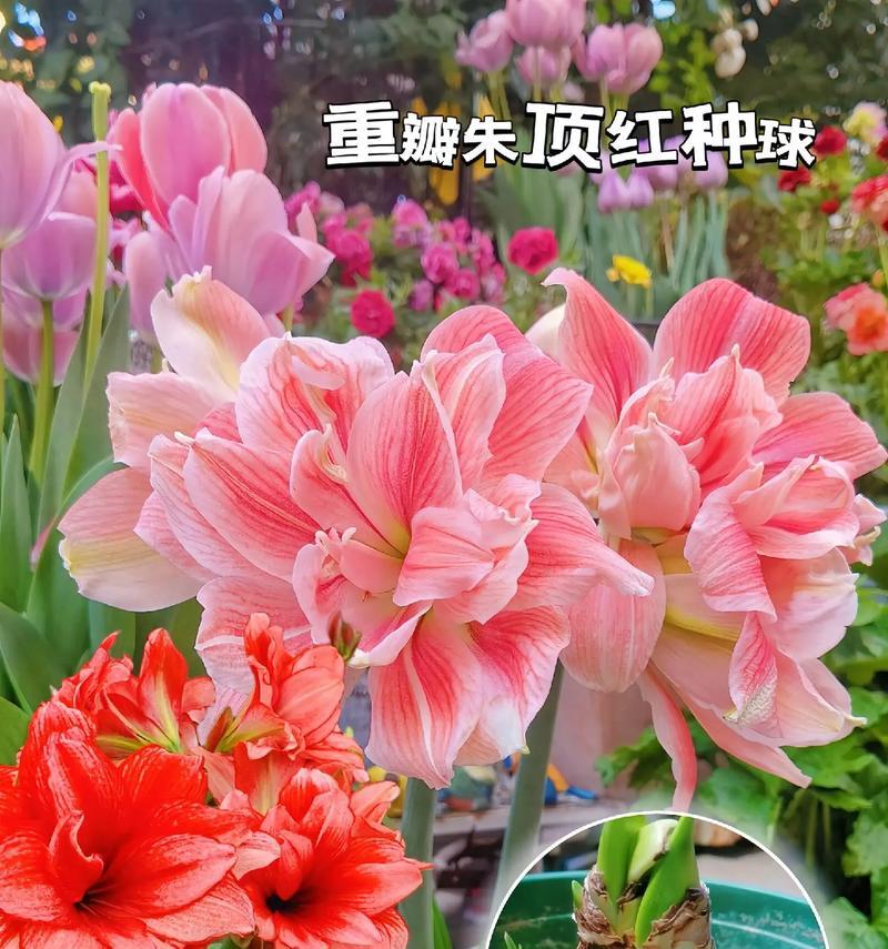 朱顶红的最佳剪切球时间是什么时候？