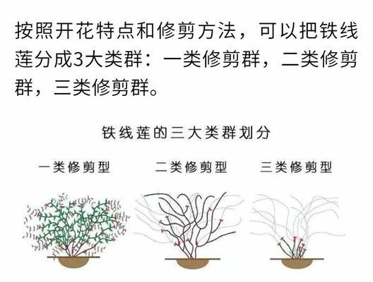 铁线莲栽种方法及养护技巧是什么？