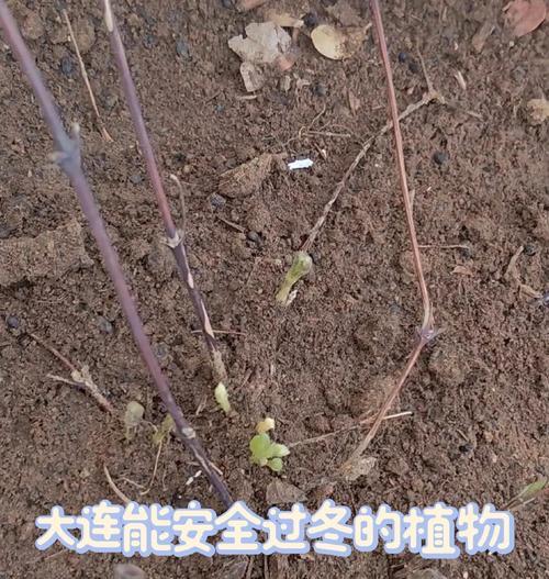 铁线莲栽种方法及养护技巧是什么？