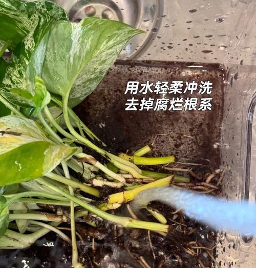 绿萝叶子发黄烂了怎么修复？