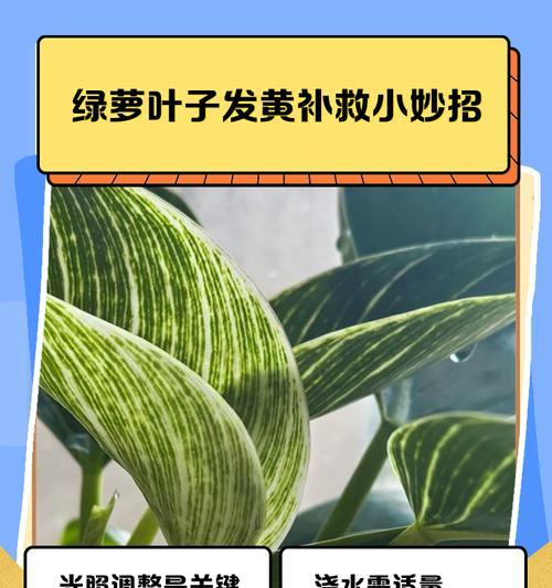 绿萝叶子发黄烂了怎么修复？