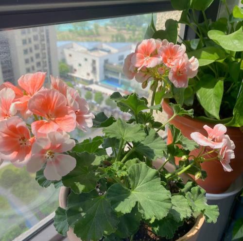 阳台种植无虫害的花卉有哪些推荐？