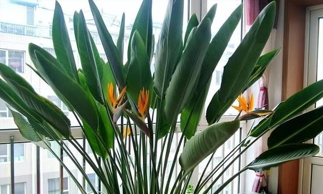 阳台种植无虫害的花卉有哪些推荐？