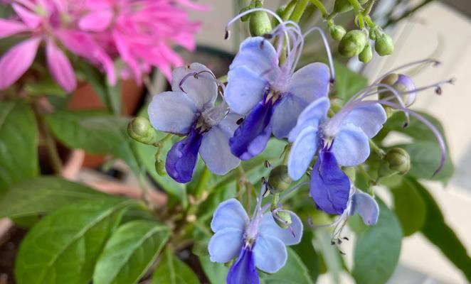 阳台种植无虫害的花卉有哪些推荐？