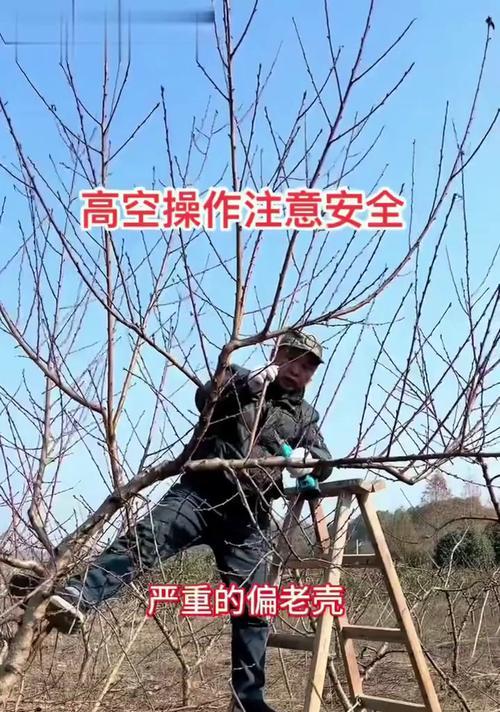 李树施肥有哪些技巧和方法？怎样施肥效果最佳？