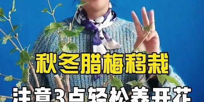 腊梅移植栽培需要注意哪些技术要点？