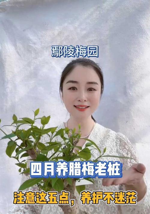 腊梅移植栽培需要注意哪些技术要点？