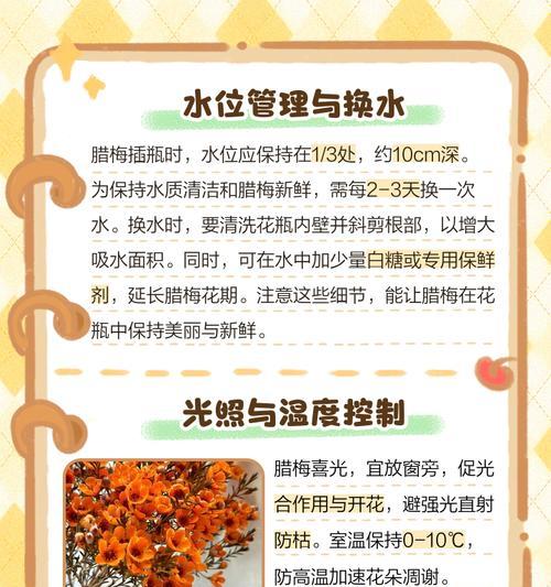 腊梅移植栽培需要注意哪些技术要点？